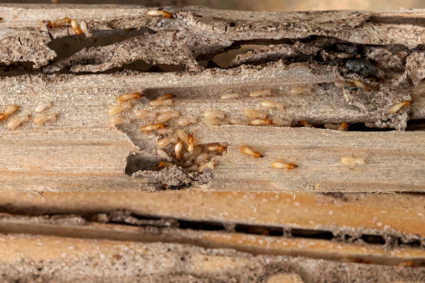 Best Pest Control Near Me  in Mazomanie, WI